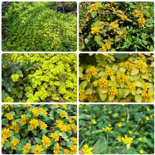 Semi di centella, semi di medicinali, rare Lysimachia nummularia, resistenti all'esterno semi di campo 100pcs