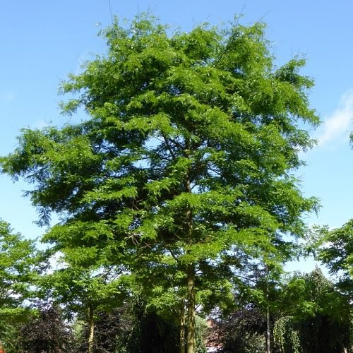 40 semi freschi di albero di Gleditsia triacanthos verde