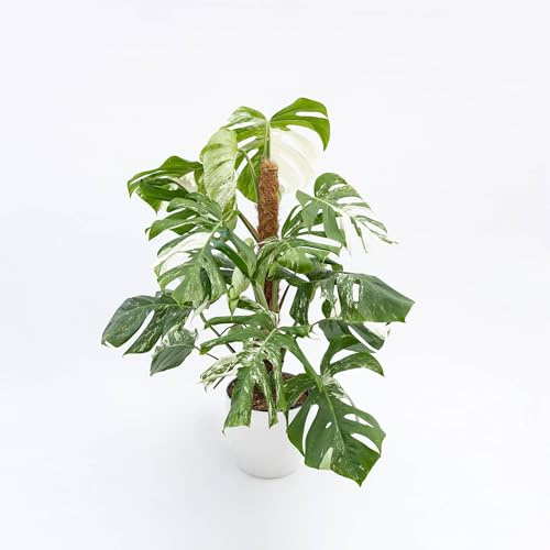 Vivai le Georgiche - Pianta vera di Monstera deliciosa Albo Variegata - vaso Ø 17 cm