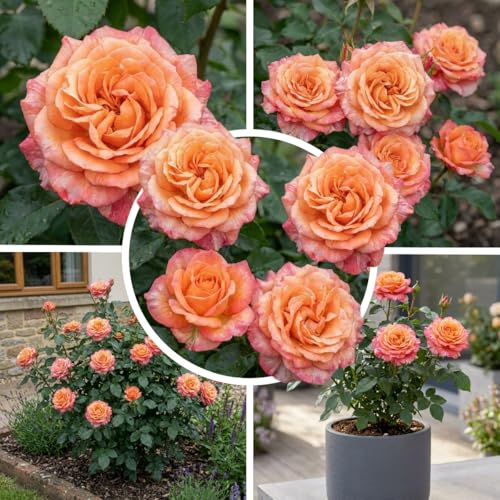 FLORIUM Rosa Rose 1 Pflanze, Winterharte Mehrjährige Staude, Duftende Echte Rose, Große Wurzelnackte Pflanze aus Holland für Garten und Topf (keine Samen)
