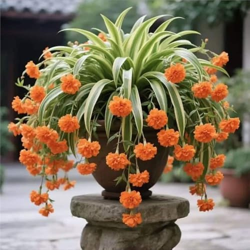 ragno - Chlorophytum comosum giardino Aiuole rialzate giardino d'appartamento esotiche 1piante