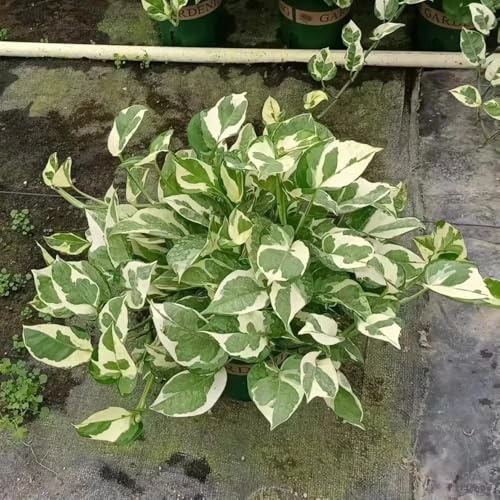 semi di pothos, biologiche resistenti rialzata d'appartamento 500pcs