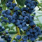Graines de Myrtille (Vaccinium corymbe Northern Corymbosum) 50 + Graines