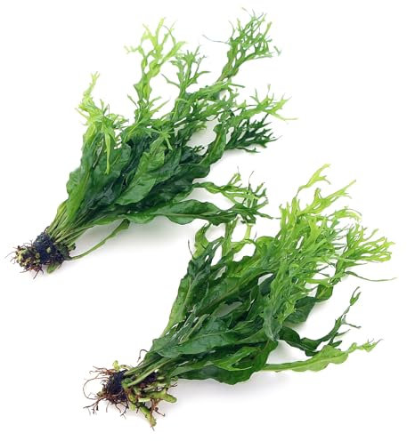 K2AQUA 2X Java Fern Windelov Microsorum Pteropus Windelov Live Aquarium Plants Rhizome Tropical Tank