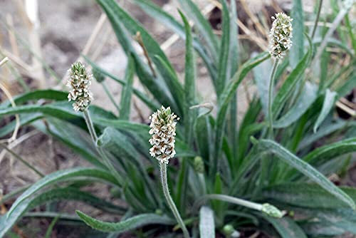 50 semi di Psyllium Plantago Ovata Blonde Piantaggine: semi