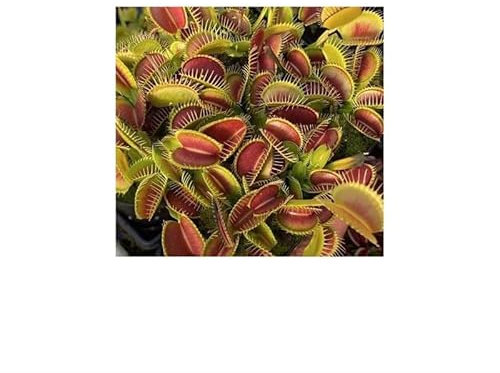 Stk - 5x Dionaea muscipula Clumping Cultivar Venusfliegenfalle Samen B1226 - Seeds & Plants Shop by Ipsa