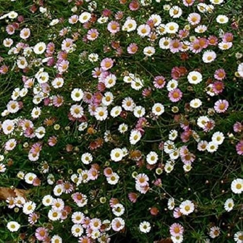 South Eastern Horticultural Erigeron 'Karvin Stallone' Ground Cover Perennial Plug Plants Pack x6