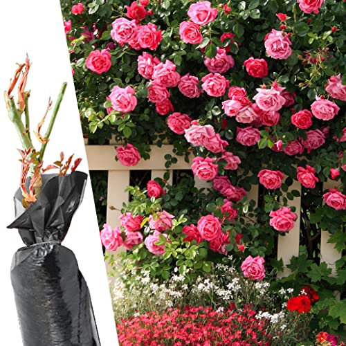 1 Fragrant Rosa Hybrid Tea Rose School Girl Pink Flower Bare Rooted Bush Plant - Brighten Garden Outdoor Landscape Shrub Border Walkway Vertical Hedge