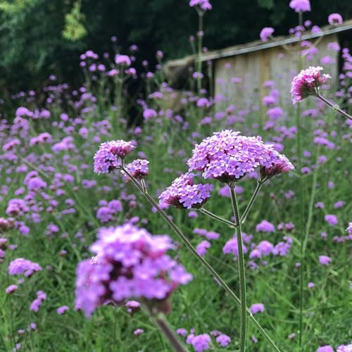 Carbeth Plants Verbena bonariensis Plant 2 x 9cm Pot - Purple Top Summer to Autumn Flowering Herbaceous Perennial - Easy to Grow Pollinator Friendly Shrub for Growing in Mixed Beds, Borders & Pots