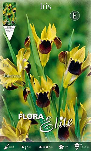 Portal Cool Bulbi autunno Iris Tuberosa Hermodactyllus Confezione 10 Bulbi Bulbi
