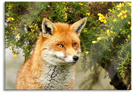 Pixxprint Glasbild, Wandbild aus Echtglas, aufschauender Fuchs, 100x70 cm, inkl. Aufhängung und Abstandshalter