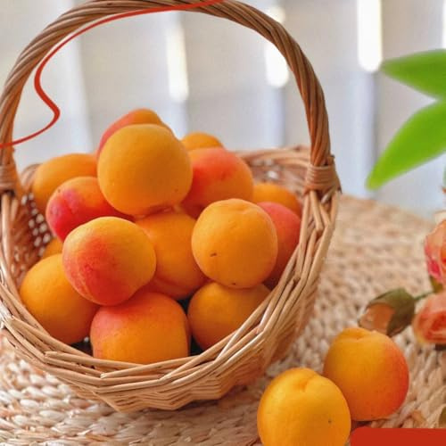 semillas de albaricoquero interior albaricoquero, lecho elevado columnares, interior, 10pcs