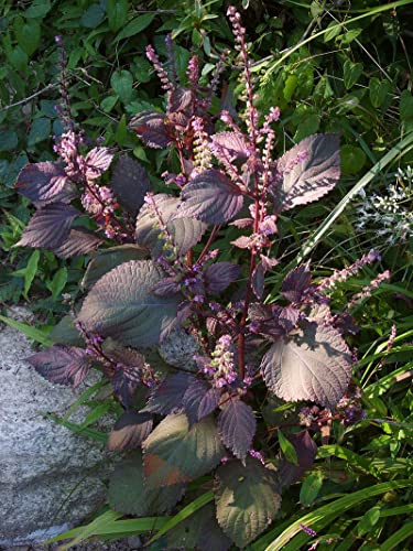 Red Shiso Japanese Perilla Leaf frutescens Premium Seeds for Planting Packet