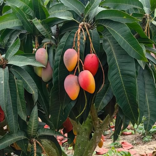 semi di mango - perenni resistenti biologici vecchie varietà resistenti all'inverno giardino 3pcs