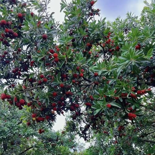 Semi di Myrica rubra - varietà antiche da colonnari di biologici rare da appartamento 25pcs