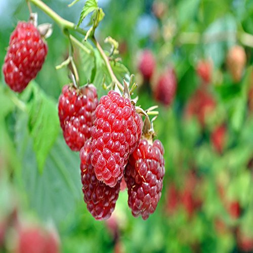 Carolina Raspbery - 2 Red Raspberry Plant - Everbearing - Organic Grown -