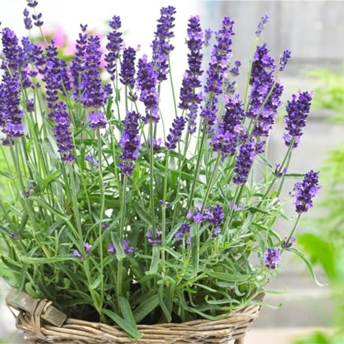 Carbeth Plants - Herb Plants - Grow Your Own Herb Garden - Lavender angustifolia Plant in 14cm Pot - Lavandula English Lavender Bush
