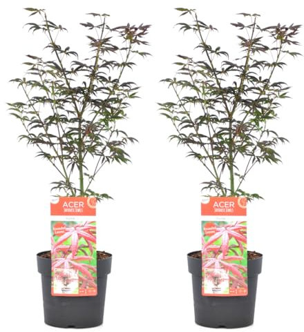 Plant in a Box - Acer palmatum 'Starfish' - Set de 2 - Arce japonés resistente al invierno - Maceta 19cm - Altura 60-70cm