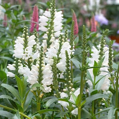 Bio Gelenkblume weiß, Topf 11x11 cm, 3 Pflanzen