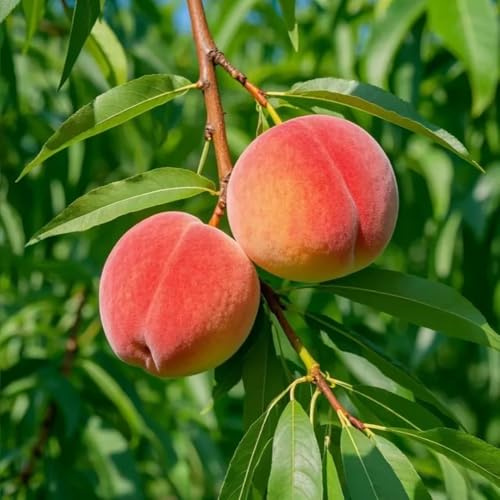 pfirsichbaum winterhart - garten obstbäume balkonpflanzen 4samen