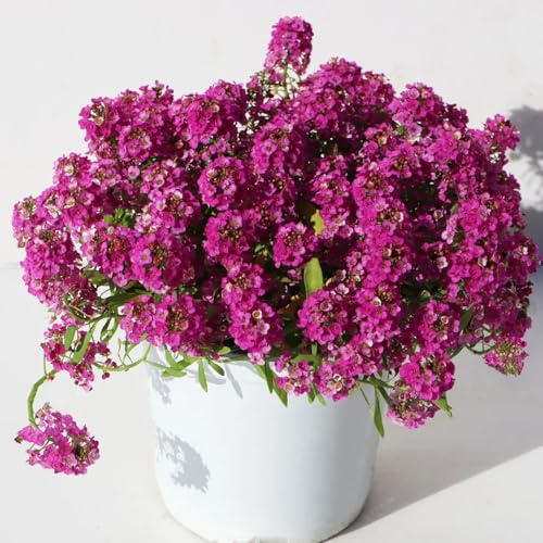Semi resistenti perenni di Stonewort Balcone, decorazione autunnale di stoneweed di perenni resistenti per il giardino 400pcs