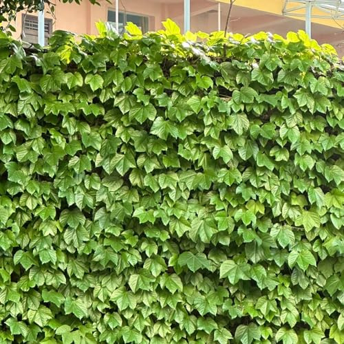 semi di vite selvatica - aiuola rialzata sul balcone vecchie varietà resistenti da 500pcs