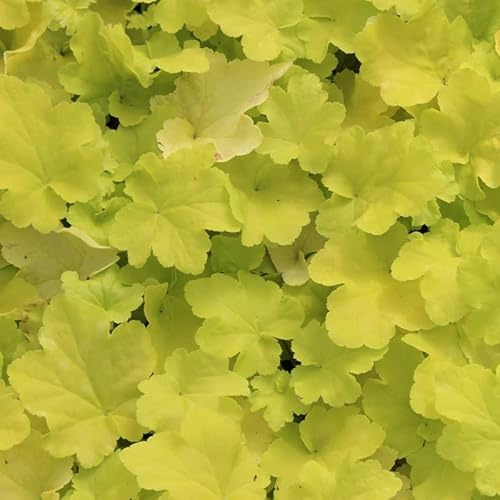 6x Heuchera 'Citronelle' – Vaso 9x9 cm – pianta ornamentale foglia verde lime giardino