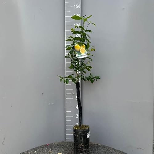 SAVINI VIVAI Citronnier, agrume, citron d'Amalfi en vrac en phytocelle, hauteur 100-120 cm Greffe 1 an, fabriqué en Italie