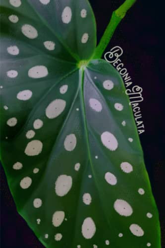 “LEAFING BEAUTY” Collection, Begonia Maculata, by Gaia Ziegler, 6x9 Paperback Journal, 150 Lined & Dot Grid Pages.