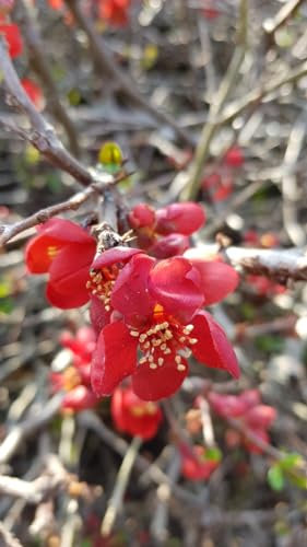 Chaenomeles speciosa 'Rubra Grandiflora' / Cognassier du Japon rouge/Conteneur de 3 à 4 litres