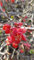 Chaenomeles speciosa 'Rubra Grandiflora' / Cognassier du Japon rouge/Conteneur de 3 à 4 litres
