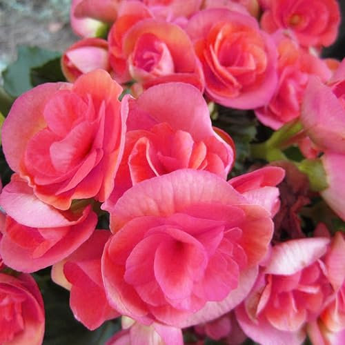 Begonia Nonstop Pink Flower Seeds - Houseplant or Garden - 12 Pelleted Seeds