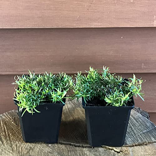 Phlox White Delight, Teppichphlox Bodendecker