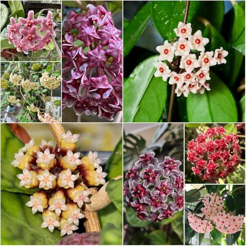 Hoya - semillas semillas de jardín de carnívoras colgantes pradera exóticas camas elevadas para jardín 180pcs