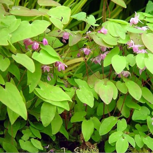 6 x Elfenblume Roseum - Epimedium Youngianum 'Roseum' Topf 9x9cm: Rosafarbene Blüten, schattenverträglich, wintergrün, niedriger Wuchs.