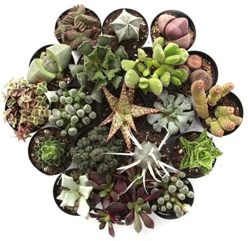 Cactus y Suculentas | DECOALIVE | Pack 10 Plantas | Plantas Crasas para el Hogar