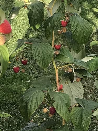 Gardenlovers Lampone autunnale, 1 pianta, resistente all'inverno, perenne, facile da pulire, ricco raccolto di frutta commestibile