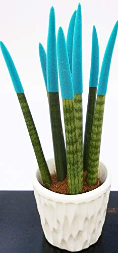 POWERS TO FLOWERS - SANSEVERIA CILINDICA COLOR LIFE AZZURRO IN VASO CERAMICA BIANCO CON SPATOLATURA IN RILIEVO, pianta vera