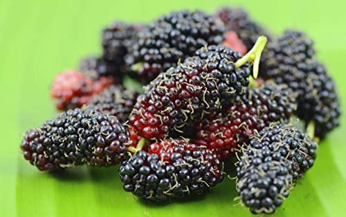 Gelso Nero Morus Nigra pianta da frutta in vaso ø19 cm h. 100/150 cm | Vivaio di Castelletto