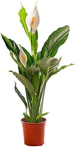 Spathiphyllum, grande plante d'intérieur, purifie l'air de votre maison.
