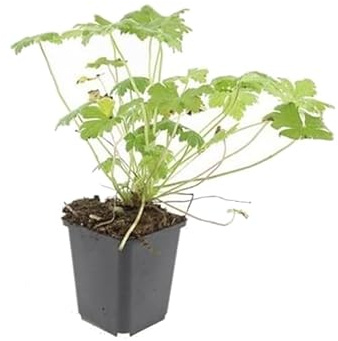 Bodendecker - Blut-Storchschnabel - Geranium sanguineum 'Tiny Monster' - 9cm Topf - Set mit 60 Pflanzen