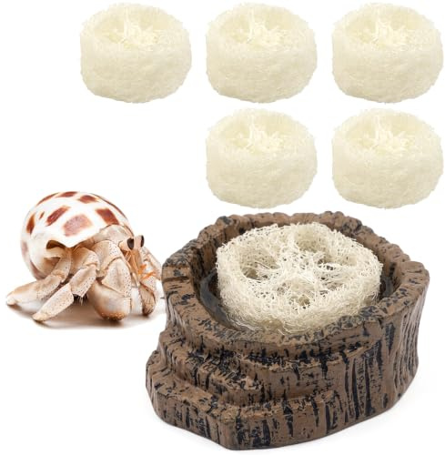 DQITJ Hermite Crab Bol à eau avec 6 luffas Accessoire pour terrarium pour nourrir les insectes