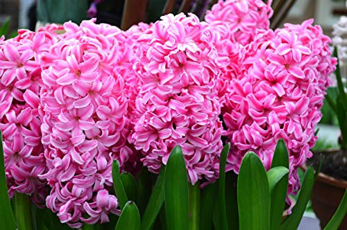 Cottage Garden Bulbs: Prepared Hyacinth Bulbs ' Pink Pearl ' RHS AGM - Available in packs of 5, 10 & 20 Bulbs - Free UK P& P (5)