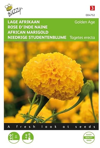 Buzzy Seeds 004752 Niedrige Studentenblume Golden Age (Studentenblumensamen)