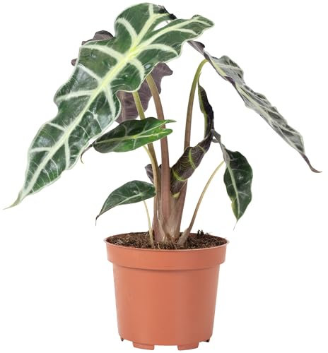 Pfeilblatt - echte Zimmerpflanze, Alocasia 'Polly' - Höhe ca. 25 cm, Topf-Ø 12 cm
