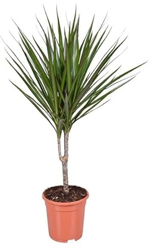 DECOALIVE Planta de Interior Drácena o Dracaena Árbol Dragón Natural