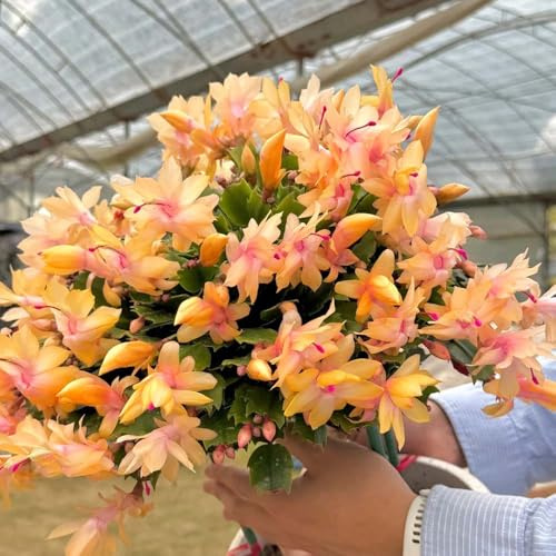 weihnachtskaktus - balkonblumen deko stauden winterhart mehrjährig büropflanzen balkon garten wiesenblumen deko 80samen