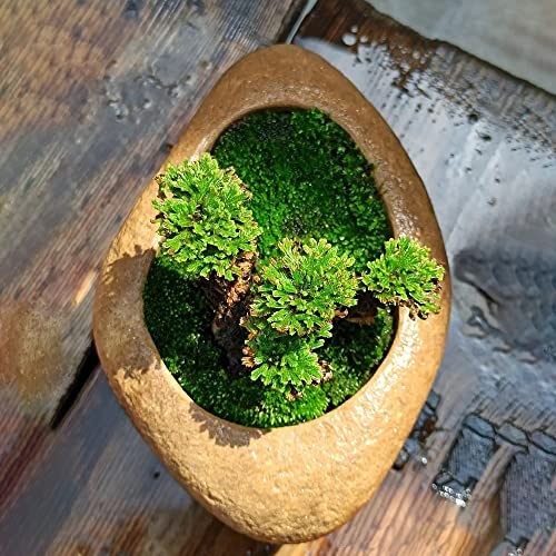 rosa di gerico - Selaginella lepidophylla in vaso giardino tappezzante resistente d'appartamento esotiche roccioso 9bulbi