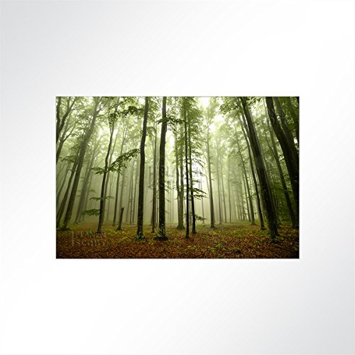LYSEL® Absorberbild - Die Ruhe im Wald 50x50x5,5cm - Akustikbild Schallschlucker mit 50mm Schaumstoff aus Basotect® G+