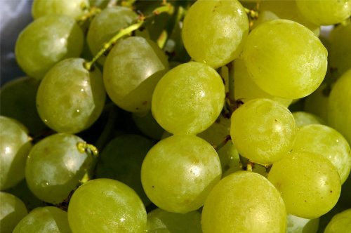 Vitis vinifera Pusztatraube Weinrebe & Tafeltraube ungarische Rarität veredelt